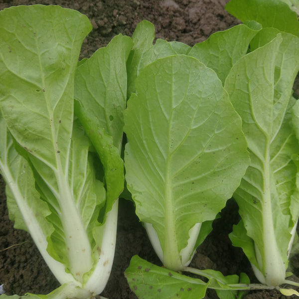 Sweet Crispy 'Chiye' Pak Choi Seeds, 20g