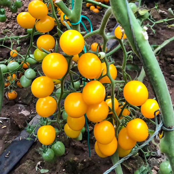 ‘Yellow Millennium’ Cherry Tomato Seeds, 50 Seeeds