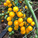 ‘Yellow Millennium’ Cherry Tomato Seeds, 50 Seeeds