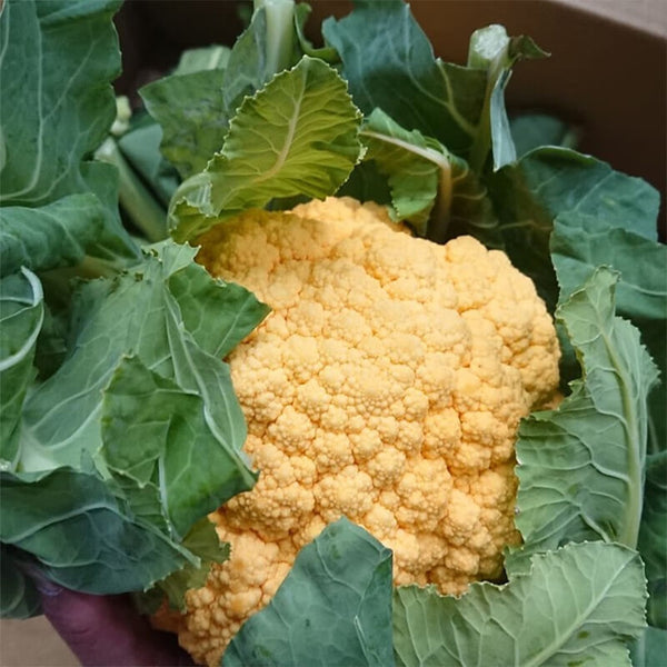 Orange Flower No.2 Cauliflower Seeds, 1g