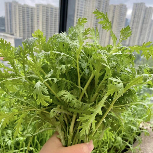 'Emperor's Vegetable' Seeds, 10g