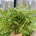 'Emperor's Vegetable' Seeds, 10g