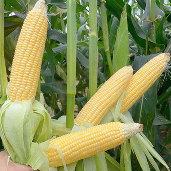 Zhongnongtian 488 Sweet Corn Seeds
