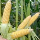 Zhongnongtian 488 Sweet Corn Seeds