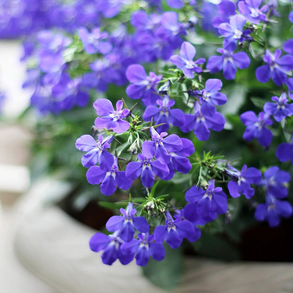 Blue-Purple Lobelia, 1g