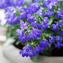 Blue-Purple Lobelia, 1g
