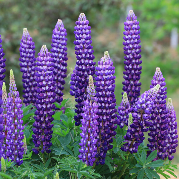 Blue Lupin, 100 Seeds