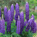 Blue Lupin, 100 Seeds