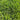 Kentucky Bluegrass Seeds, 50g