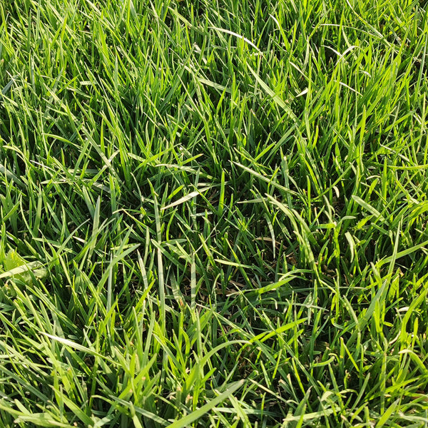 Kentucky Bluegrass Seeds, 50g