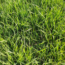 Kentucky Bluegrass Seeds, 50g