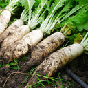 'Nanpanzhou' Radish Seeds, 20g