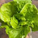 Lvmeng Lettuce Seeds, 30g