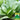Jinmei 22 Green-stem Pak Choi Seeds, 10g