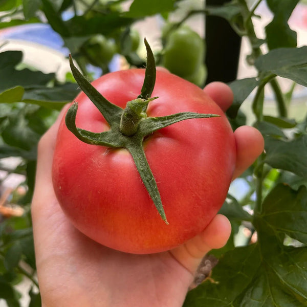 Super Sweet Pink Beauty Tomato, 20 Seeds