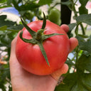 Super Sweet Pink Beauty Tomato, 20 Seeds