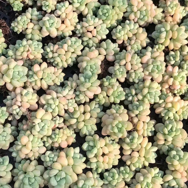 Echeveria cv. 'Bubblegum', 3pcs x 1-head