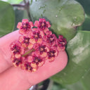 Hoya lukaensis, 5 Cuttings