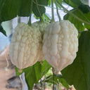 Apple Bitter Gourd, 5 Seeds