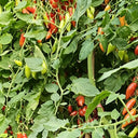 Sweet Bubble F5 Tomato, 5 Seeds