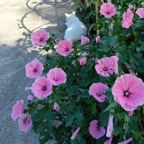 Hezhichun Rose Mallow Seeds, 1g