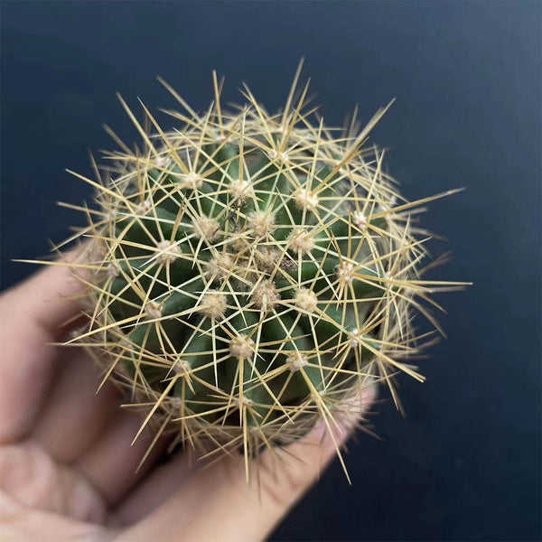 Ferocactus schwarzii, 3-4cm