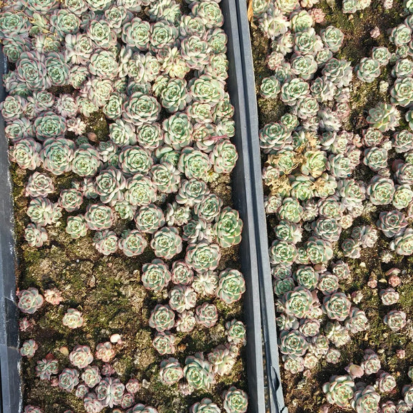 Echeveria cv. 'Starlight Jenny', 2pcs x 1-head