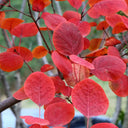 Smoke Tree Seeds, 10 Grams ≈ 80 Seeds