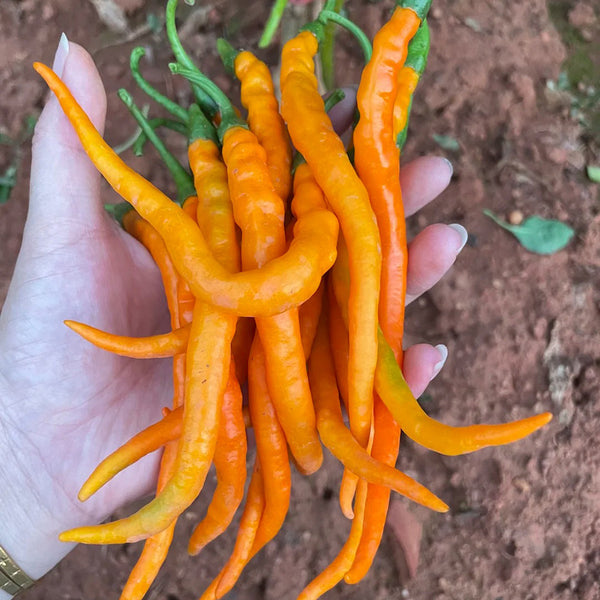 Yellow Spicy Girl Line Pepper Seeds, 2g