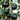 Black Enchantress Fruit Tomato, 100 Seeds
