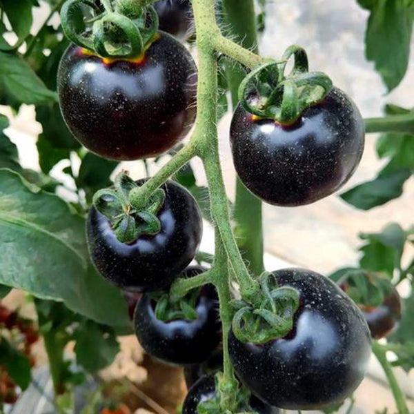 Black Enchantress Fruit Tomato, 100 Seeds