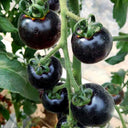Black Enchantress Fruit Tomato, 100 Seeds