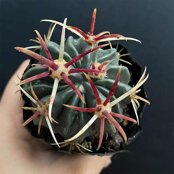Ferocactus latispinus 'Sunrise', 3-4cm