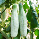 Horn-shaped Crispy Melon Seeds, 70 Seeds