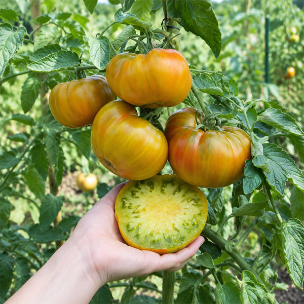 173 Romovaya Baba Tomato, 5 Seeds
