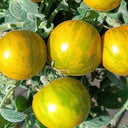 Sandy-Fleshed Cherry Tomato, 30 Seeds