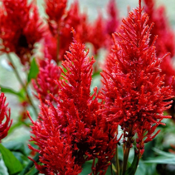 Hezhichun Red Feathered Cockscomb Seeds, 1g