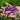 Cayenne Purple Pepper, 10-20 Seeds