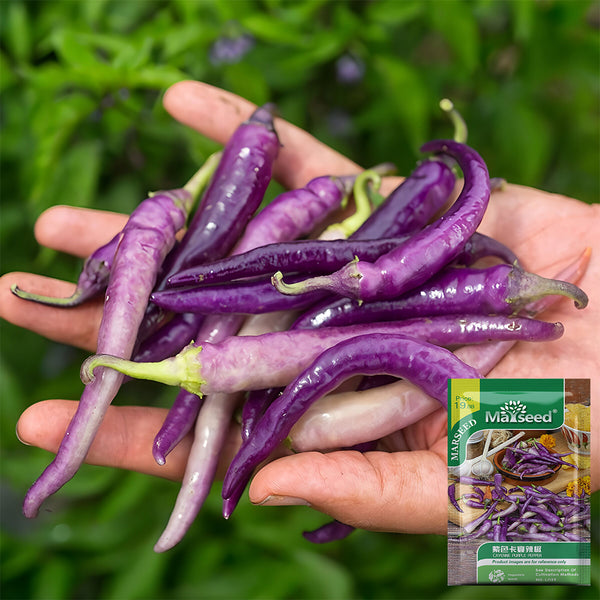 Cayenne Purple Pepper, 10-20 Seeds