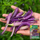 Cayenne Purple Pepper, 10-20 Seeds