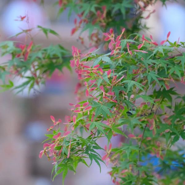 Shallow Lobed Green Leaf Japanese Maple, 100 Seeds