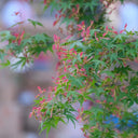 Shallow Lobed Green Leaf Japanese Maple, 100 Seeds