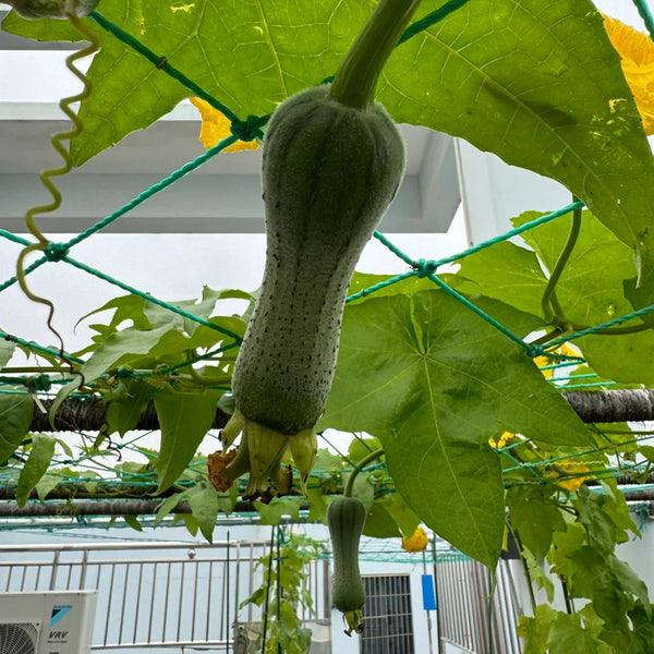 Chunyi Luffa, 20 Seeds