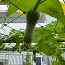 Chunyi Luffa, 20 Seeds