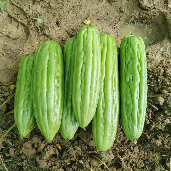 'Jiemei No.3' Bitter Gourd, 10 Seeds