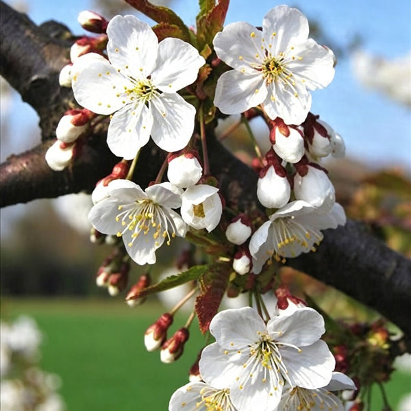 Wild Cherry Rootstock, 200 Seeds
