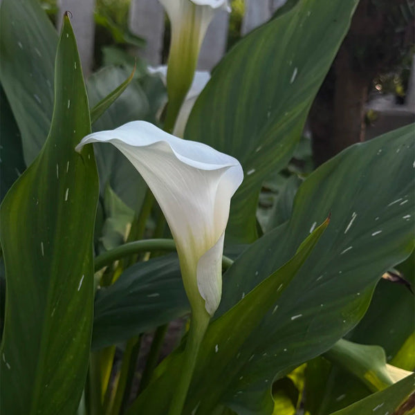 'White Art' Calla Lily, 16/18cm Circumference, 1 Bulb