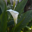 'White Art' Calla Lily, 16/18cm Circumference, 1 Bulb