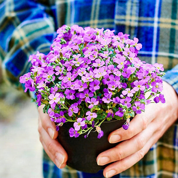 Purple Rock Cress, 100 Seeds