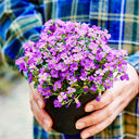 Purple Rock Cress, 100 Seeds